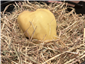 Anjou pigeon sealed in beeswax