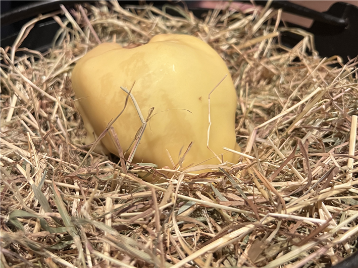 Anjou pigeon sealed in beeswax